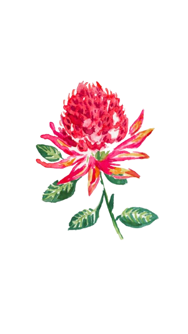 Waratah